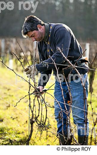 TAILLE DE LA VIGNE EN HIVER, VIGNOBLE,  AOC  MONTAGNE SAINT-EMILION, MONTAGNE, GIRONDE (33V45013.jpg)