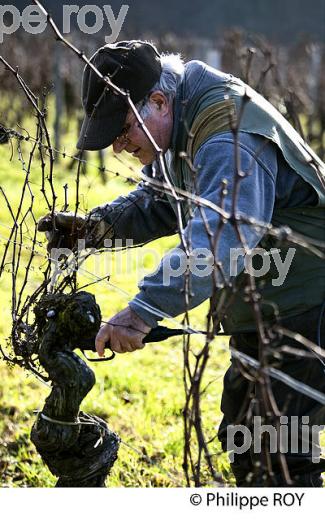 TAILLE DE LA VIGNE EN HIVER, VIGNOBLE,  AOC  MONTAGNE SAINT-EMILION, MONTAGNE, GIRONDE (33V45014.jpg)