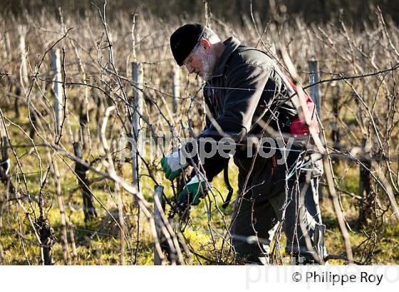 TAILLE DE LA VIGNE EN HIVER, VIGNOBLE,  AOC  MONTAGNE SAINT-EMILION, MONTAGNE, GIRONDE (33V45024.jpg)