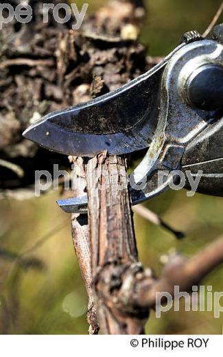 TAILLE DE LA VIGNE EN HIVER, VIGNOBLE,  AOC  MONTAGNE SAINT-EMILION, MONTAGNE, GIRONDE (33V45034.jpg)