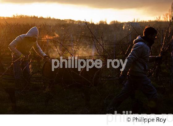 BRULAGE DES BOIS DE LA VIGNE EN HIVER, VIGNOBLE,  AOC  MONTAGNE SAINT-EMILION, MONTAGNE, GIRONDE (33V45037.jpg)