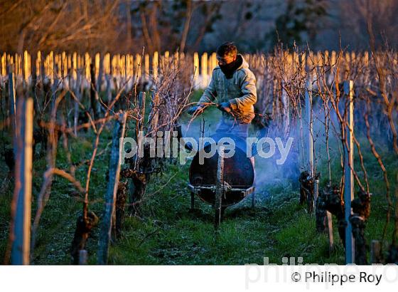 BRULAGE DES BOIS DE LA VIGNE EN HIVER, VIGNOBLE,  AOC  MONTAGNE SAINT-EMILION, MONTAGNE, GIRONDE (33V45038.jpg)