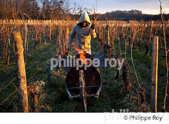 BRULAGE DES BOIS DE LA VIGNE EN HIVER, VIGNOBLE,  AOC  MONTAGNE SAINT-EMILION, MONTAGNE, GIRONDE (33V45102.jpg)