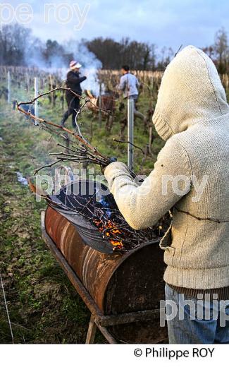 BRULAGE DES BOIS DE LA VIGNE EN HIVER, VIGNOBLE,  AOC  MONTAGNE SAINT-EMILION, MONTAGNE, GIRONDE (33V45112.jpg)