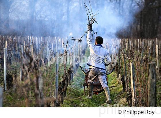 BRULAGE DES BOIS DE LA VIGNE EN HIVER, VIGNOBLE,  AOC  MONTAGNE SAINT-EMILION, MONTAGNE, GIRONDE (33V45122.jpg)