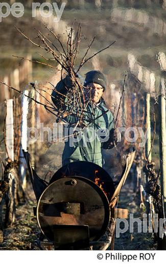 BRULAGE DES BOIS DE LA VIGNE EN HIVER, VIGNOBLE,  AOC  MONTAGNE SAINT-EMILION, MONTAGNE, GIRONDE (33V45127.jpg)