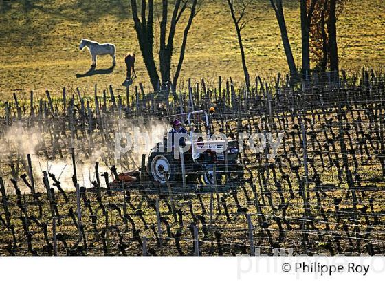 BROYAGE DES SARMENTS  EN HIVER, VIGNOBLE  AOC  MONTAGNE SAINT-EMILION,  GIRONDE. (33V45130.jpg)