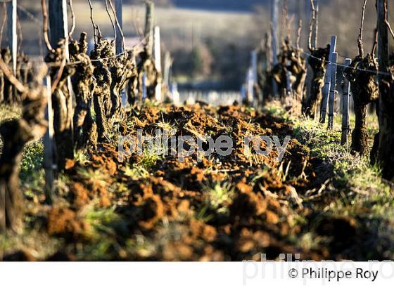 TRAVAIL DE LA VIGNE EN HIVER, VIGNOBLE  AOC  MONTAGNE SAINT-EMILION,  GIRONDE, AQUITAINE. (33V45134.jpg)