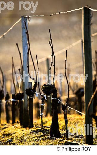 TAILLE  DE LA VIGNE EN HIVER, VIGNOBLE  AOC  MONTAGNE SAINT-EMILION,   GIRONDE, AQUITAINE. (33V45138.jpg)