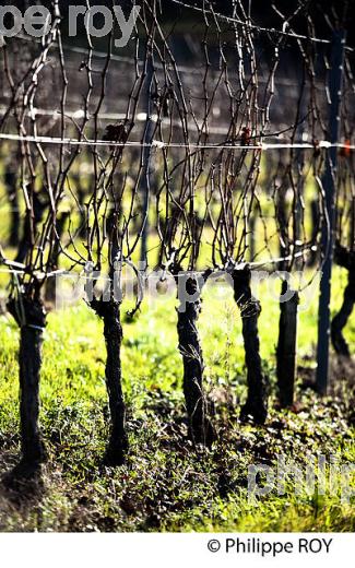 TAILLE  DE LA VIGNE EN HIVER, VIGNOBLE  AOC  MONTAGNE SAINT-EMILION,   GIRONDE, AQUITAINE. (33V45204.jpg)