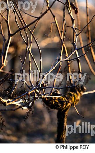 TAILLE  DE LA VIGNE EN HIVER, VIGNOBLE  AOC  MONTAGNE SAINT-EMILION,   GIRONDE, AQUITAINE. (33V45206.jpg)