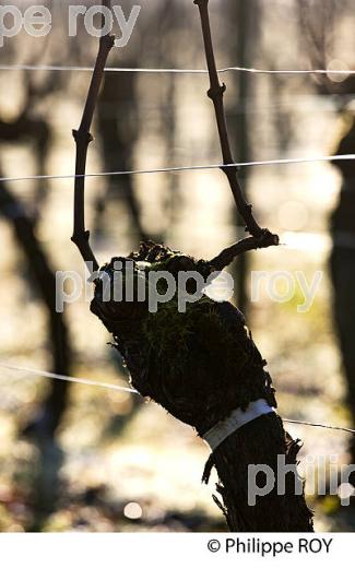 TAILLE  DE LA VIGNE EN HIVER, VIGNOBLE  AOC  MONTAGNE SAINT-EMILION,   GIRONDE, AQUITAINE. (33V45210.jpg)