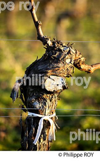 TAILLE  DE LA VIGNE EN HIVER, VIGNOBLE  AOC  MONTAGNE SAINT-EMILION,   GIRONDE, AQUITAINE. (33V45213.jpg)