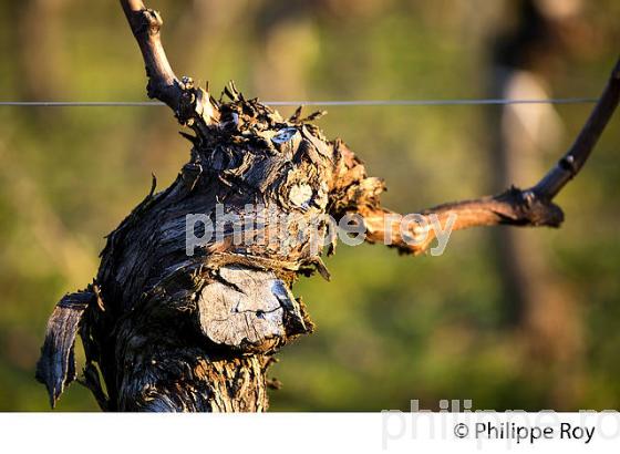 TAILLE  DE LA VIGNE EN HIVER, VIGNOBLE  AOC  MONTAGNE SAINT-EMILION,   GIRONDE, AQUITAINE. (33V45214.jpg)