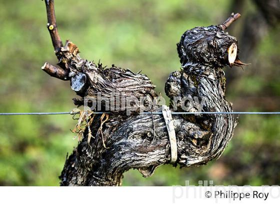 TAILLE  DE LA VIGNE EN HIVER, VIGNOBLE  AOC  MONTAGNE SAINT-EMILION,   GIRONDE, AQUITAINE. (33V45216.jpg)