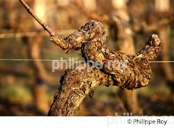 TAILLE  DE LA VIGNE EN HIVER, VIGNOBLE  AOC  MONTAGNE SAINT-EMILION,   GIRONDE, AQUITAINE. (33V45217.jpg)