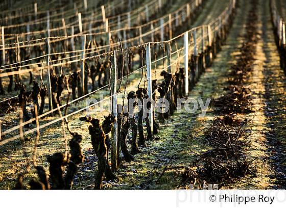 TAILLE  DE LA VIGNE EN HIVER, VIGNOBLE  AOC  MONTAGNE SAINT-EMILION,  GIRONDE, AQUITAINE. (33V45220.jpg)