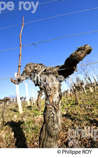 TAILLE  DE LA VIGNE EN HIVER, VIGNOBLE  AOC  MONTAGNE SAINT-EMILION,  GIRONDE, AQUITAINE. (33V45226.jpg)