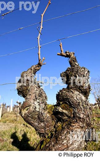 TAILLE  DE LA VIGNE EN HIVER, VIGNOBLE  AOC  MONTAGNE SAINT-EMILION,   GIRONDE, AQUITAINE. (33V45228.jpg)