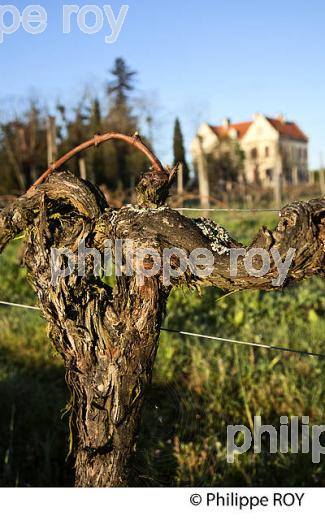 CHATEAU LAVERGNE DULONG, VIGNOBLE DE BORDEAUX, GIRONDE. (33V45722.jpg)