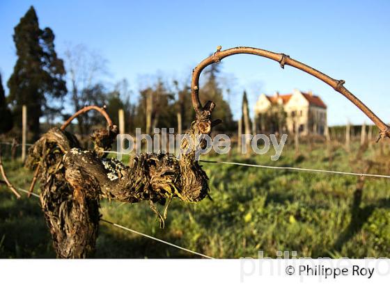 CHATEAU LAVERGNE DULONG, VIGNOBLE DE BORDEAUX, GIRONDE. (33V45724.jpg)