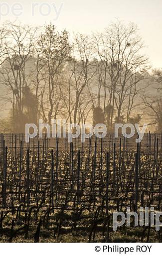 CHATEAU LAVERGNE DULONG, VIGNOBLE DE BORDEAUX, GIRONDE. (33V45801.jpg)