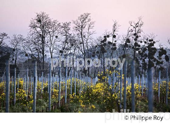 CHATEAU LAVERGNE DULONG, VIGNOBLE DE BORDEAUX, GIRONDE. (33V45803.jpg)