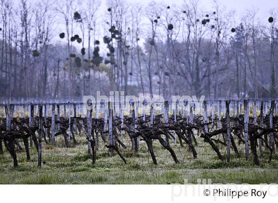 CHATEAU LAVERGNE DULONG, VIGNOBLE DE BORDEAUX, GIRONDE. (33V45805.jpg)