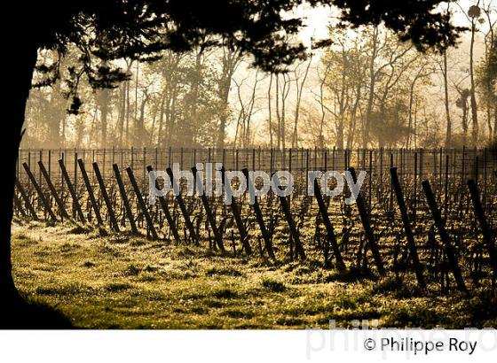 CHATEAU LAVERGNE DULONG, VIGNOBLE DE BORDEAUX, GIRONDE. (33V45809.jpg)