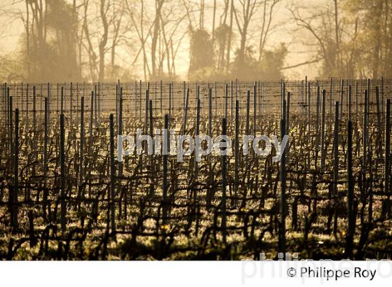 CHATEAU LAVERGNE DULONG, VIGNOBLE DE BORDEAUX, GIRONDE. (33V45810.jpg)