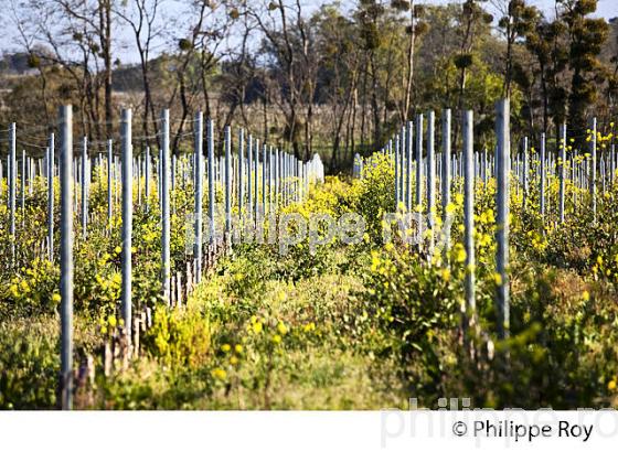 CHATEAU LAVERGNE DULONG, VIGNOBLE DE BORDEAUX, GIRONDE. (33V45833.jpg)