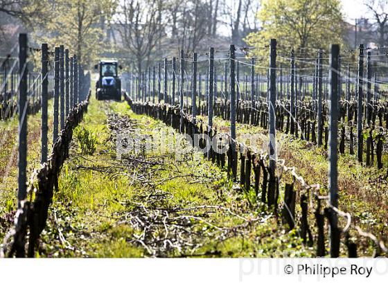 CHATEAU LAVERGNE DULONG, VIGNOBLE DE BORDEAUX, GIRONDE. (33V45837.jpg)