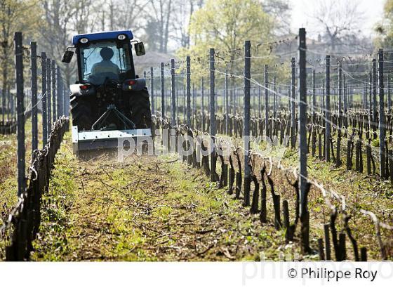 CHATEAU LAVERGNE DULONG, VIGNOBLE DE BORDEAUX, GIRONDE. (33V45838.jpg)