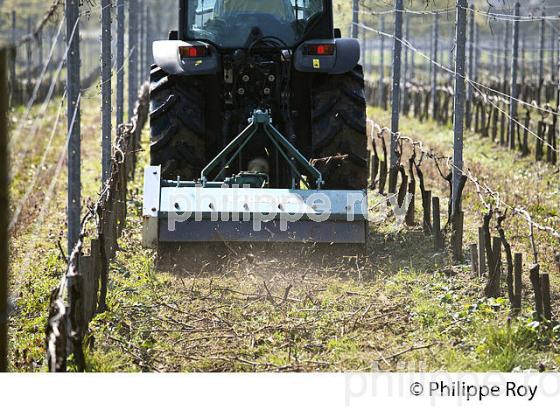 CHATEAU LAVERGNE DULONG, VIGNOBLE DE BORDEAUX, GIRONDE. (33V45839.jpg)
