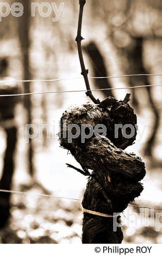 TAILLE  DE LA VIGNE EN HIVER, VIGNOBLE  AOC  MONTAGNE SAINT-EMILION,   GIRONDE, AQUITAINE. (33V45910.jpg)