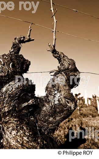 TAILLE  DE LA VIGNE EN HIVER, VIGNOBLE  AOC  MONTAGNE SAINT-EMILION,   GIRONDE, AQUITAINE. (33V45911.jpg)