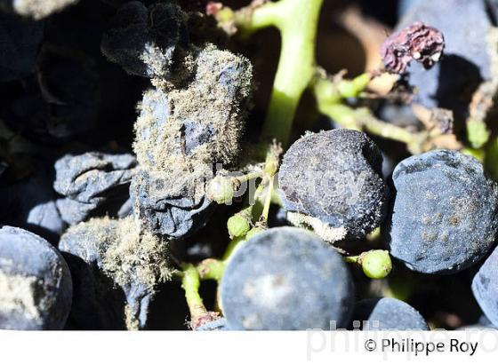DEGAT D' EUDEMIS SUR RAISIN, CHATEAU MAZEYRES, POMEROL, VIGNOBLE DE BORDEAUX. (33V46029.jpg)