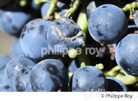 DEGAT D' EUDEMIS SUR RAISIN, CHATEAU MAZEYRES, POMEROL, VIGNOBLE DE BORDEAUX. (33V46031.jpg)