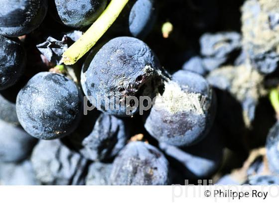 DEGAT D' EUDEMIS SUR RAISIN, CHATEAU MAZEYRES, POMEROL, VIGNOBLE DE BORDEAUX. (33V46032.jpg)