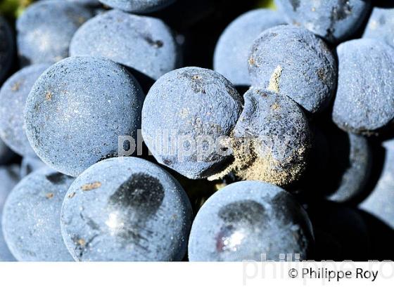 DEGAT D' EUDEMIS SUR RAISIN, CHATEAU MAZEYRES, POMEROL, VIGNOBLE DE BORDEAUX. (33V46033.jpg)