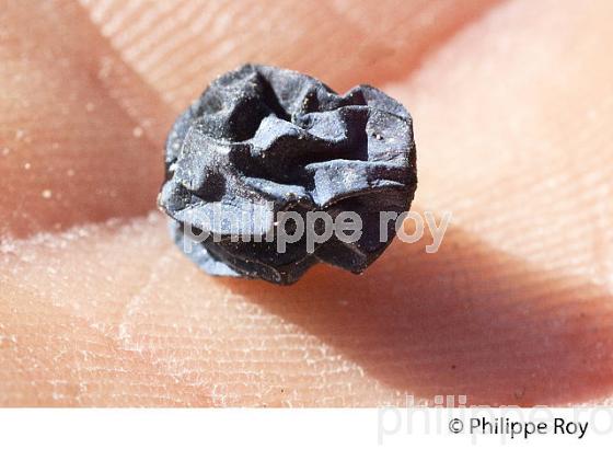 DEGAT D' EUDEMIS SUR RAISIN, CHATEAU MAZEYRES, POMEROL, VIGNOBLE DE BORDEAUX. (33V46035.jpg)