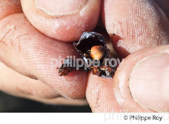 DEGAT D' EUDEMIS SUR RAISIN, CHATEAU MAZEYRES, POMEROL, VIGNOBLE DE BORDEAUX. (33V46102.jpg)