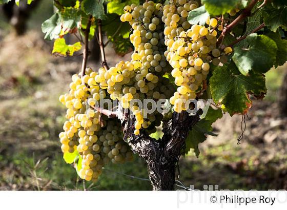 CEP DE VIGNE , RAISIN BLANC, CEPAGE SAUVIGNON, VIGNOBLE DE BORDEAUX. (33V46226.jpg)