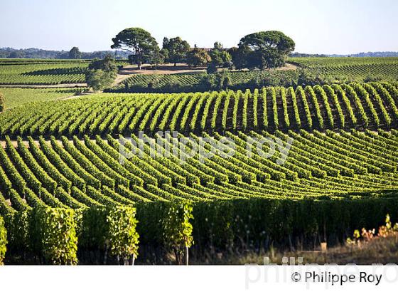 PAYSAGE VITICOLE, VIGNES AOC MONTAGNE-SAINT-EMILION, VIGNOBLE DU BORDELAIS. (33V46316.jpg)