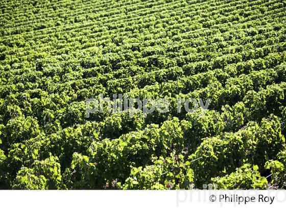 PAYSAGE VITICOLE, VIGNES AOC MONTAGNE-SAINT-EMILION, VIGNOBLE DU BORDELAIS. (33V46317.jpg)