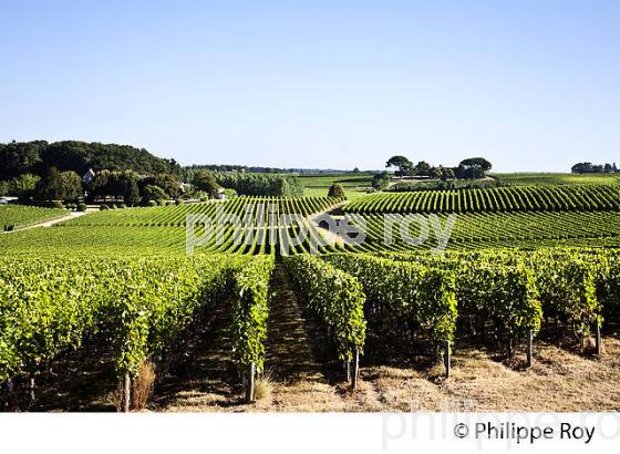 PAYSAGE VITICOLE, VIGNES AOC MONTAGNE-SAINT-EMILION, VIGNOBLE DU BORDELAIS. (33V46320.jpg)