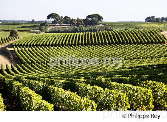 PAYSAGE VITICOLE, VIGNES AOC MONTAGNE-SAINT-EMILION, VIGNOBLE DU BORDELAIS. (33V46322.jpg)