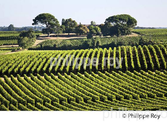 PAYSAGE VITICOLE, VIGNES AOC MONTAGNE-SAINT-EMILION, VIGNOBLE DU BORDELAIS. (33V46323.jpg)