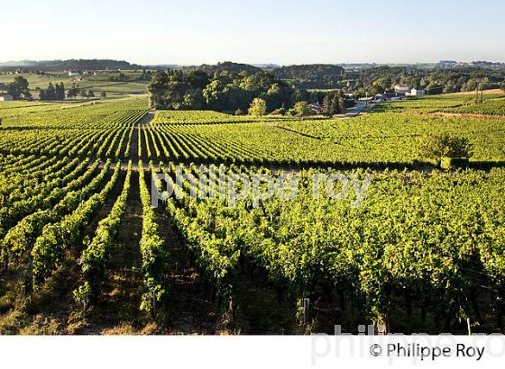 PAYSAGE VITICOLE, VIGNES AOC MONTAGNE-SAINT-EMILION, VIGNOBLE DU BORDELAIS. (33V46327.jpg)