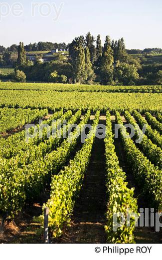 PAYSAGE VITICOLE, VIGNES AOC MONTAGNE-SAINT-EMILION, VIGNOBLE DU BORDELAIS. (33V46329.jpg)